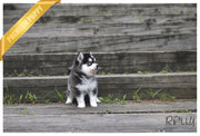 Rolly Teacup Puppies (PURCHASED by Ko) STRIKE - Pomsky. M.