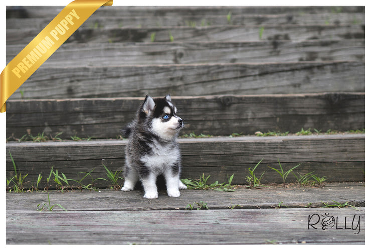 Rolly Teacup Puppies (PURCHASED by Ko) STRIKE - Pomsky. M.
