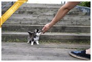 Rolly Teacup Puppies (PURCHASED by Ko) STRIKE - Pomsky. M.