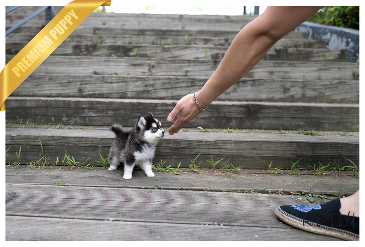 Rolly Teacup Puppies (PURCHASED by Ko) STRIKE - Pomsky. M.
