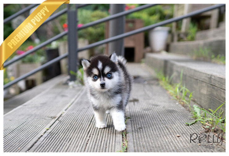 Rolly Teacup Puppies (PURCHASED by Ko) STRIKE - Pomsky. M.