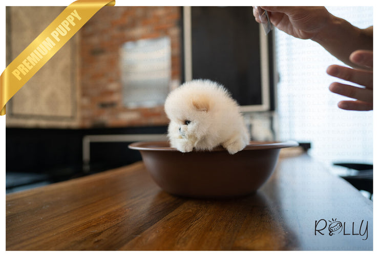 Rolly Teacup Puppies SUMMER - FEMALE (PURCHASED by C).