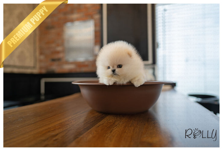 Rolly Teacup Puppies SUMMER - FEMALE (PURCHASED by C).