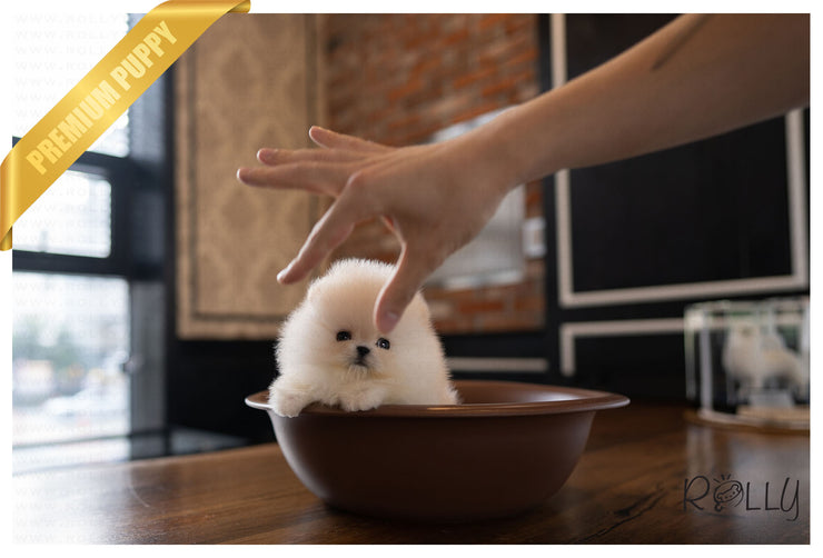 Rolly Teacup Puppies SUMMER - FEMALE (PURCHASED by C).