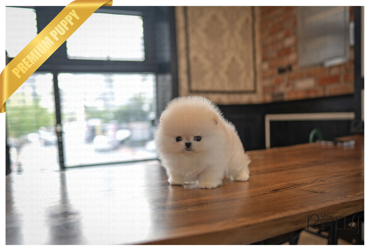 Rolly Teacup Puppies SUMMER - FEMALE (PURCHASED by C).