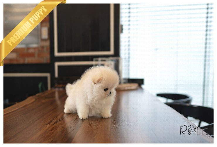 Rolly Teacup Puppies SUMMER - FEMALE (PURCHASED by C).