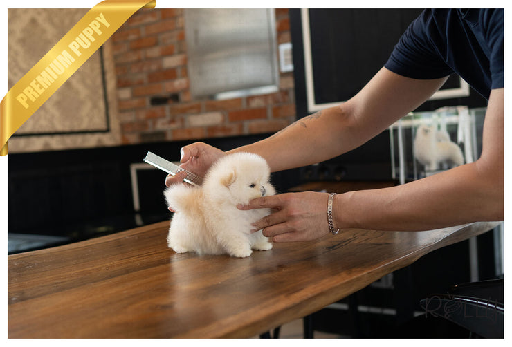 Rolly Teacup Puppies SUMMER - FEMALE (PURCHASED by C).