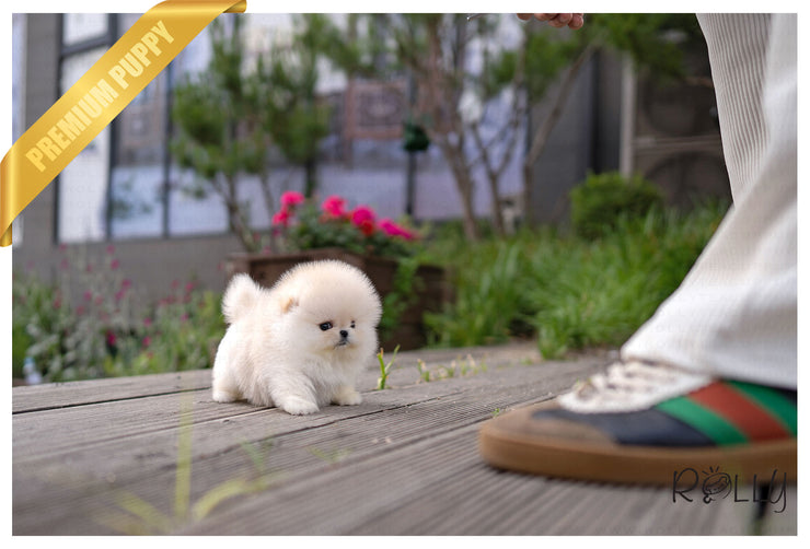 Rolly Teacup Puppies SUMMER - FEMALE (PURCHASED by C).