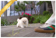 Rolly Teacup Puppies SUMMER - FEMALE (PURCHASED by C).
