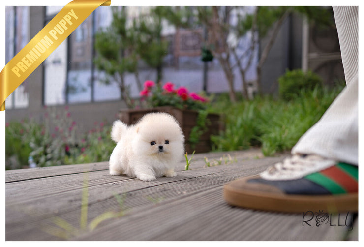 Rolly Teacup Puppies SUMMER - FEMALE (PURCHASED by C).