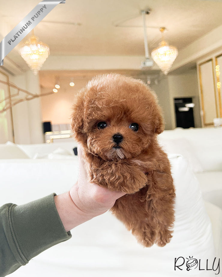 Rolly Teacup Puppies SUNNY - FEMALE (PURCHASED by LEE).