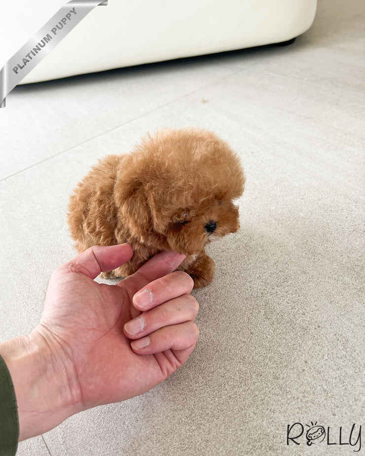 Rolly Teacup Puppies SUNNY - FEMALE (PURCHASED by LEE).