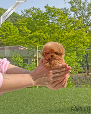 Rolly Teacup Puppies SUNNY - FEMALE (PURCHASED by LEE).