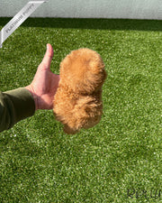 Rolly Teacup Puppies SUNNY - FEMALE (PURCHASED by LEE).