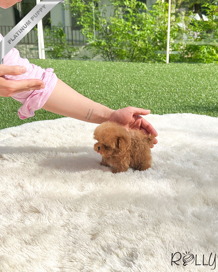 Rolly Teacup Puppies SUNNY - FEMALE (PURCHASED by LEE).