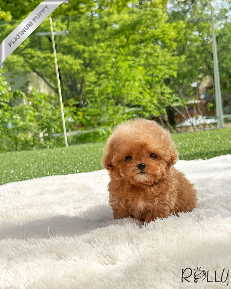 Rolly Teacup Puppies SUNNY - FEMALE (PURCHASED by LEE).