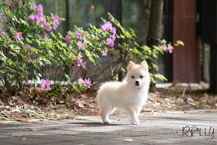 Rolly Teacup Puppies (PURCHASED by DH) SWAN - Pomsky. F.