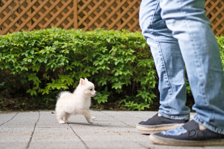 Rolly Teacup Puppies (PURCHASED by DH) SWAN - Pomsky. F.