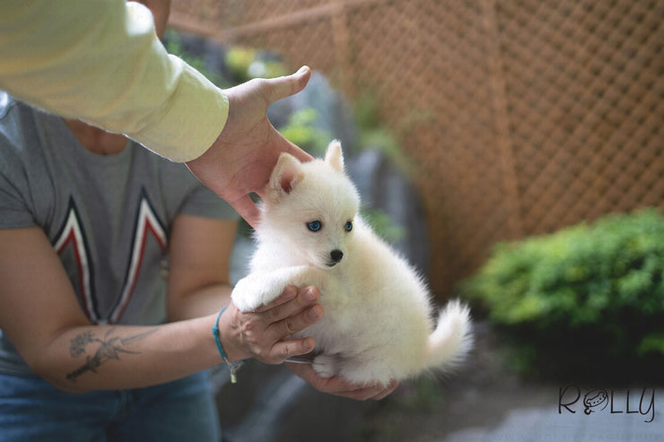 Rolly Teacup Puppies (PURCHASED by DH) SWAN - Pomsky. F.