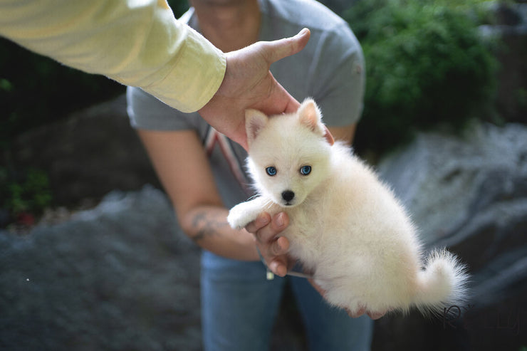 Rolly Teacup Puppies (PURCHASED by DH) SWAN - Pomsky. F.