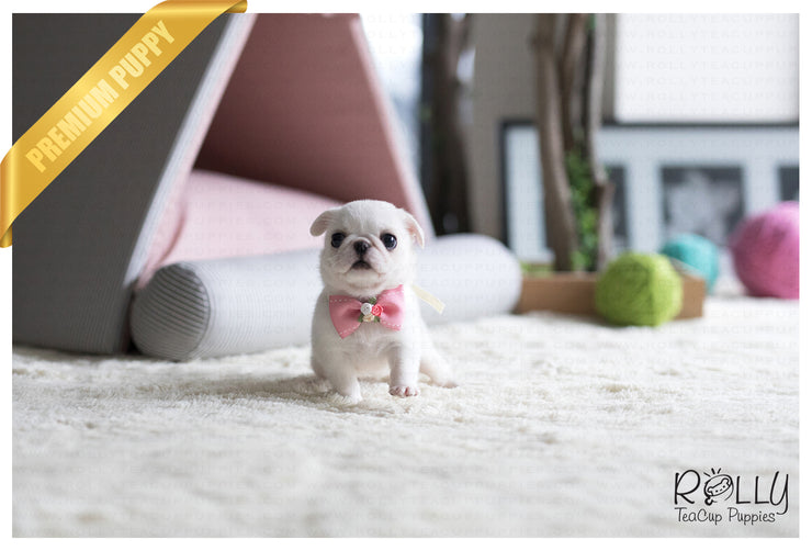 Rolly Teacup Puppies (SOLD to Ahmed) Snow White - Pug. F.
