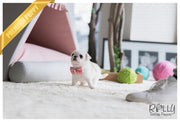 Rolly Teacup Puppies (SOLD to Ahmed) Snow White - Pug. F.