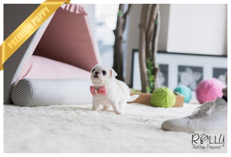 Rolly Teacup Puppies (SOLD to Ahmed) Snow White - Pug. F.