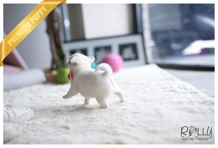 Rolly Teacup Puppies (SOLD to Ahmed) Snow White - Pug. F.