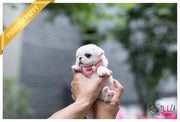 Rolly Teacup Puppies (SOLD to Ahmed) Snow White - Pug. F.
