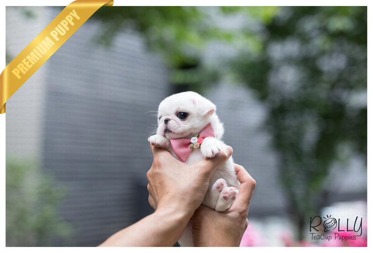 Rolly Teacup Puppies (SOLD to Ahmed) Snow White - Pug. F.