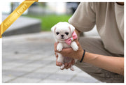 Rolly Teacup Puppies (SOLD to Ahmed) Snow White - Pug. F.