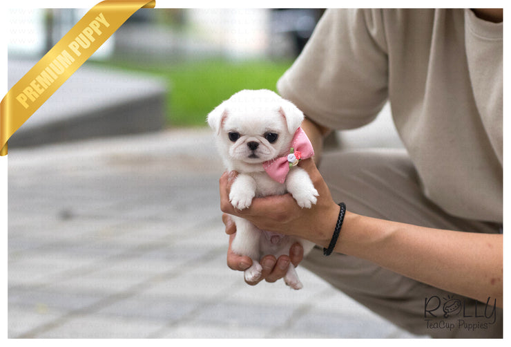 Rolly Teacup Puppies (SOLD to Ahmed) Snow White - Pug. F.