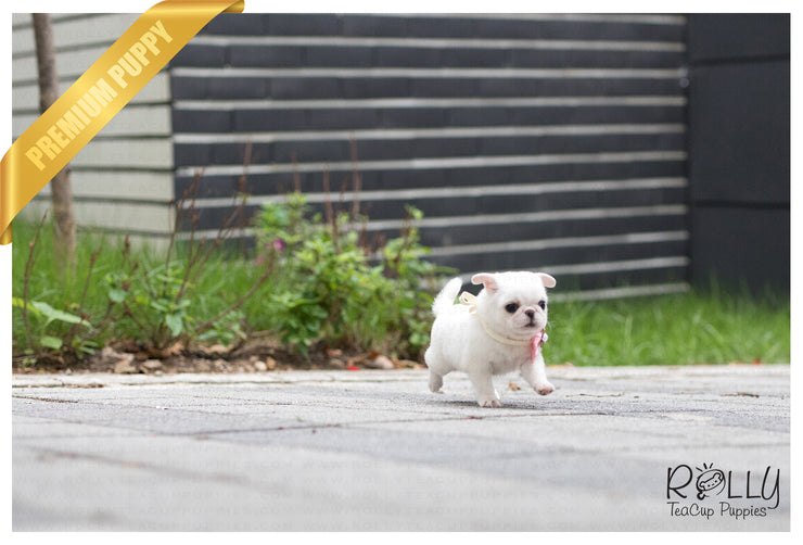 Rolly Teacup Puppies (SOLD to Ahmed) Snow White - Pug. F.