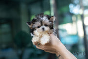 Rolly Teacup Puppies (Puchased by Natasha) Sadie - Morkie. F.