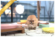 Rolly Teacup Puppies (PURCHASED by Acheson) SADIE - Pomeranian. F.