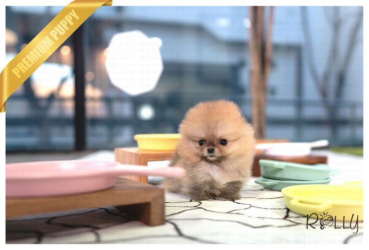 Rolly Teacup Puppies (PURCHASED by Acheson) SADIE - Pomeranian. F.