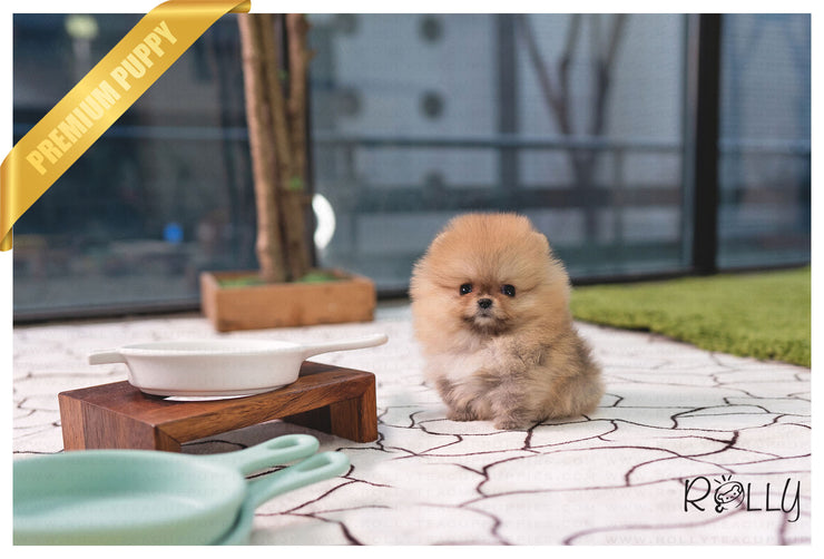 Rolly Teacup Puppies (PURCHASED by Acheson) SADIE - Pomeranian. F.