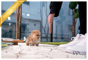 Rolly Teacup Puppies (PURCHASED by Acheson) SADIE - Pomeranian. F.