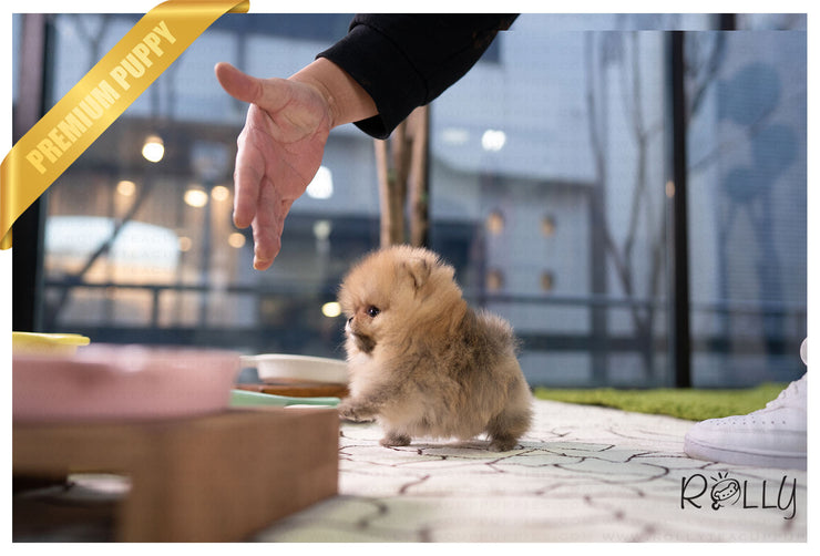 Rolly Teacup Puppies (PURCHASED by Acheson) SADIE - Pomeranian. F.