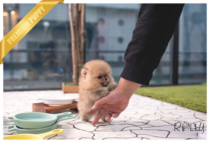 Rolly Teacup Puppies (PURCHASED by Acheson) SADIE - Pomeranian. F.