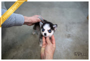 Rolly Teacup Puppies (Purchased by Felix) SADIE - Pomsky. F.