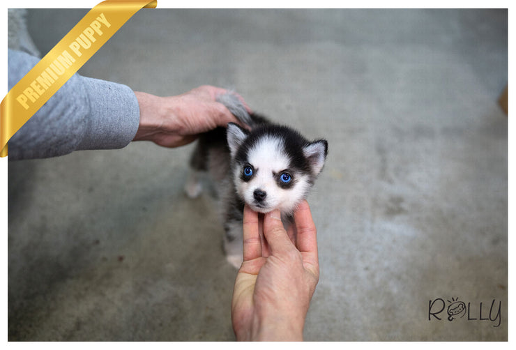 Rolly Teacup Puppies (Purchased by Felix) SADIE - Pomsky. F.