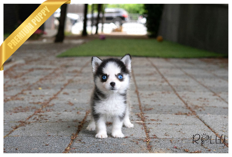 Rolly Teacup Puppies (Purchased by Felix) SADIE - Pomsky. F.