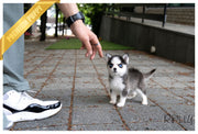Rolly Teacup Puppies (Purchased by Felix) SADIE - Pomsky. F.