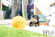 Rolly Teacup Puppies (SOLD to Choe) Sadie - Yorkshire Terrier. F.