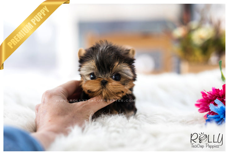 Rolly Teacup Puppies (SOLD to Young) Sadie - Yorkie. F.
