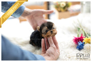 Rolly Teacup Puppies (SOLD to Young) Sadie - Yorkie. F.
