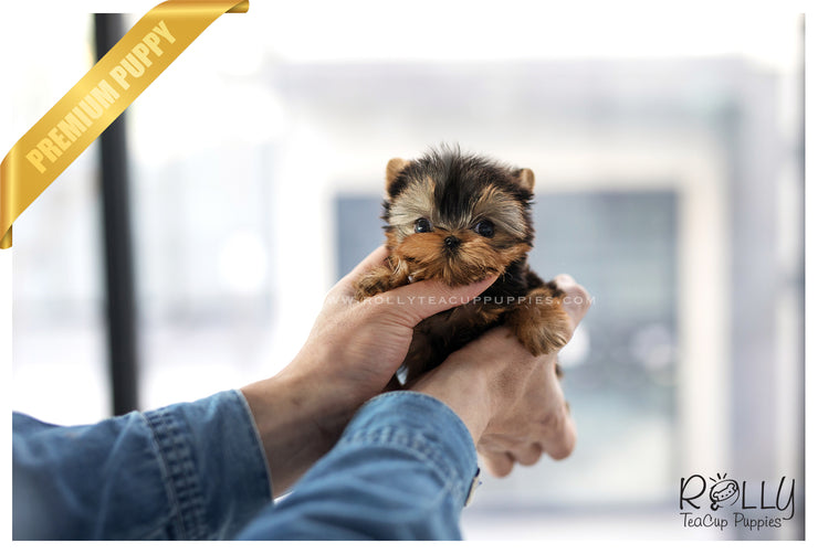 Rolly Teacup Puppies (SOLD to Young) Sadie - Yorkie. F.