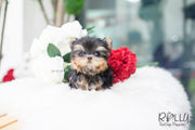 Rolly Teacup Puppies (SOLD to Choe) Sadie - Yorkshire Terrier. F.