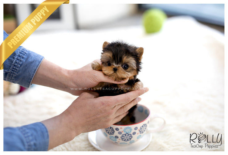 Rolly Teacup Puppies (SOLD to Young) Sadie - Yorkie. F.
